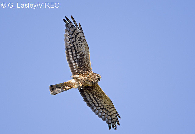 Northern Harrier l07-51-012.jpg